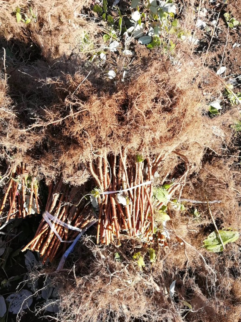 树莓苗红树莓苗品种纯度保证当年结果苗