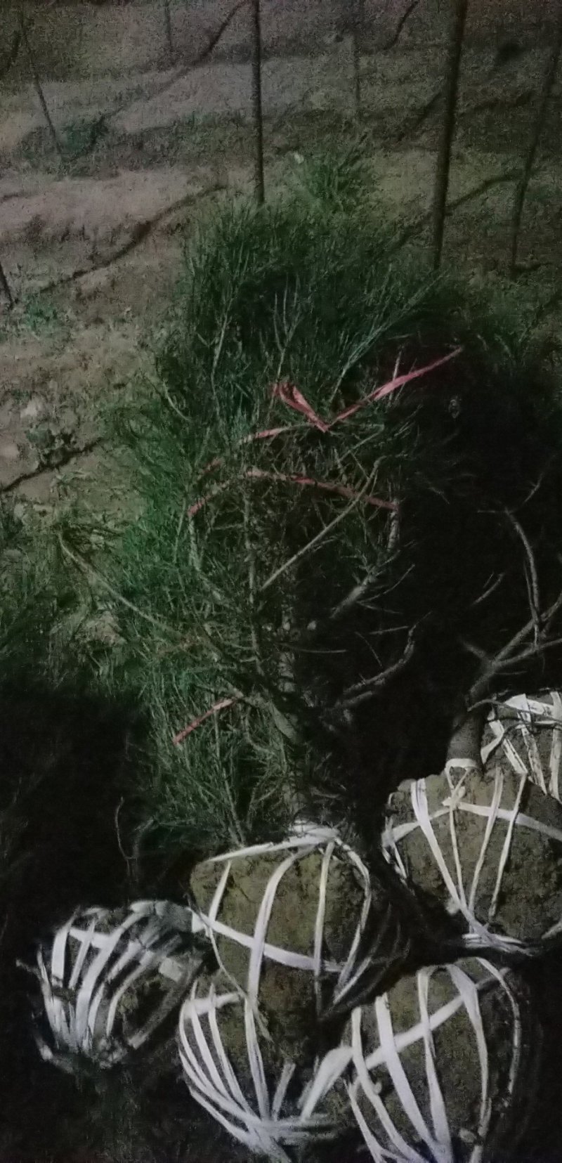 白皮松1米以上占地白皮松……20土球