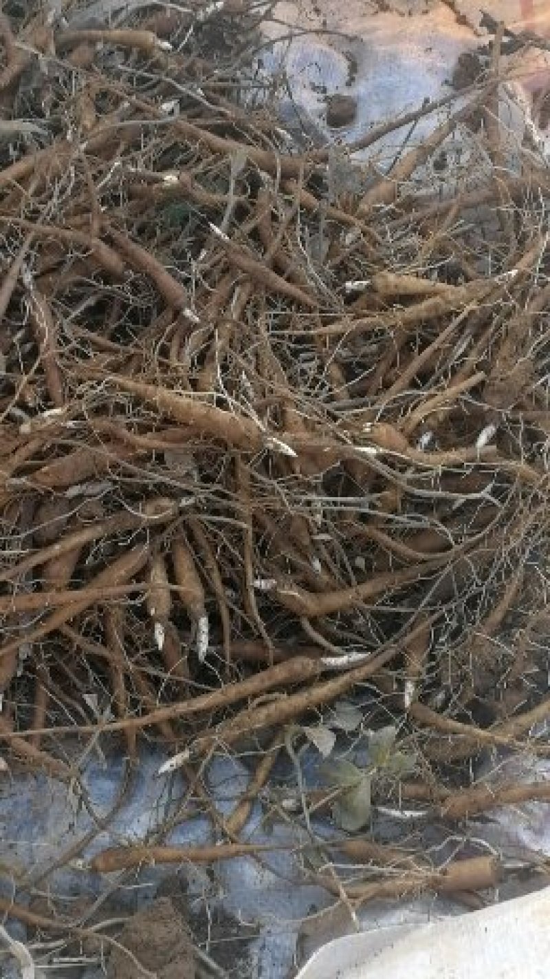 1年白芍苗，赤芍苗，芍药苗点5公分至1公分以上的。