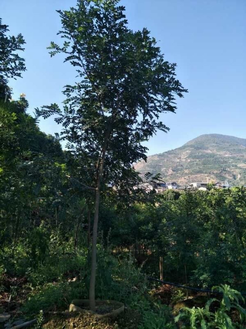 清香木.杯苗.地苗.山苗