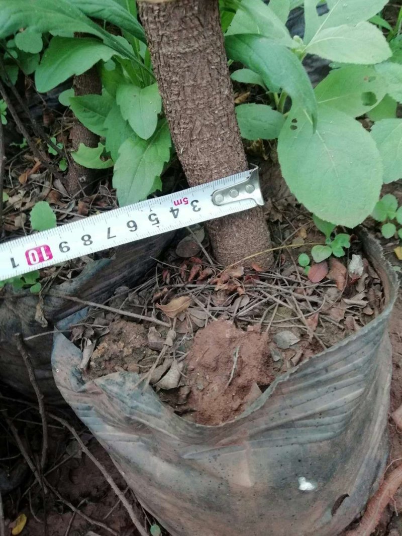 清香木.杯苗.地苗.山苗