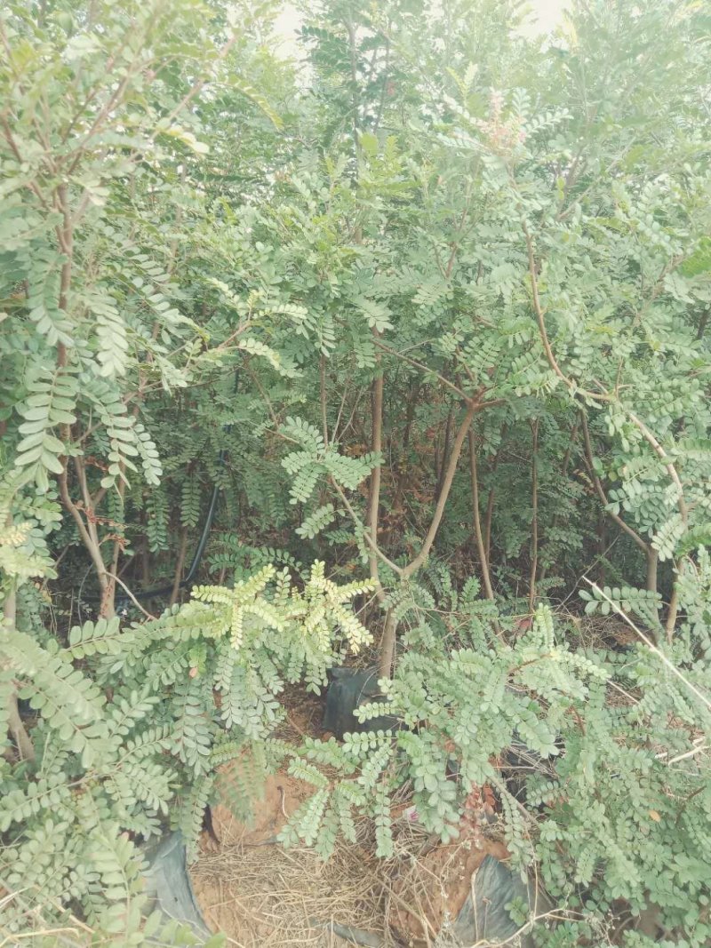 清香木.杯苗.地苗.山苗