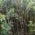 清香木.杯苗.地苗.山苗