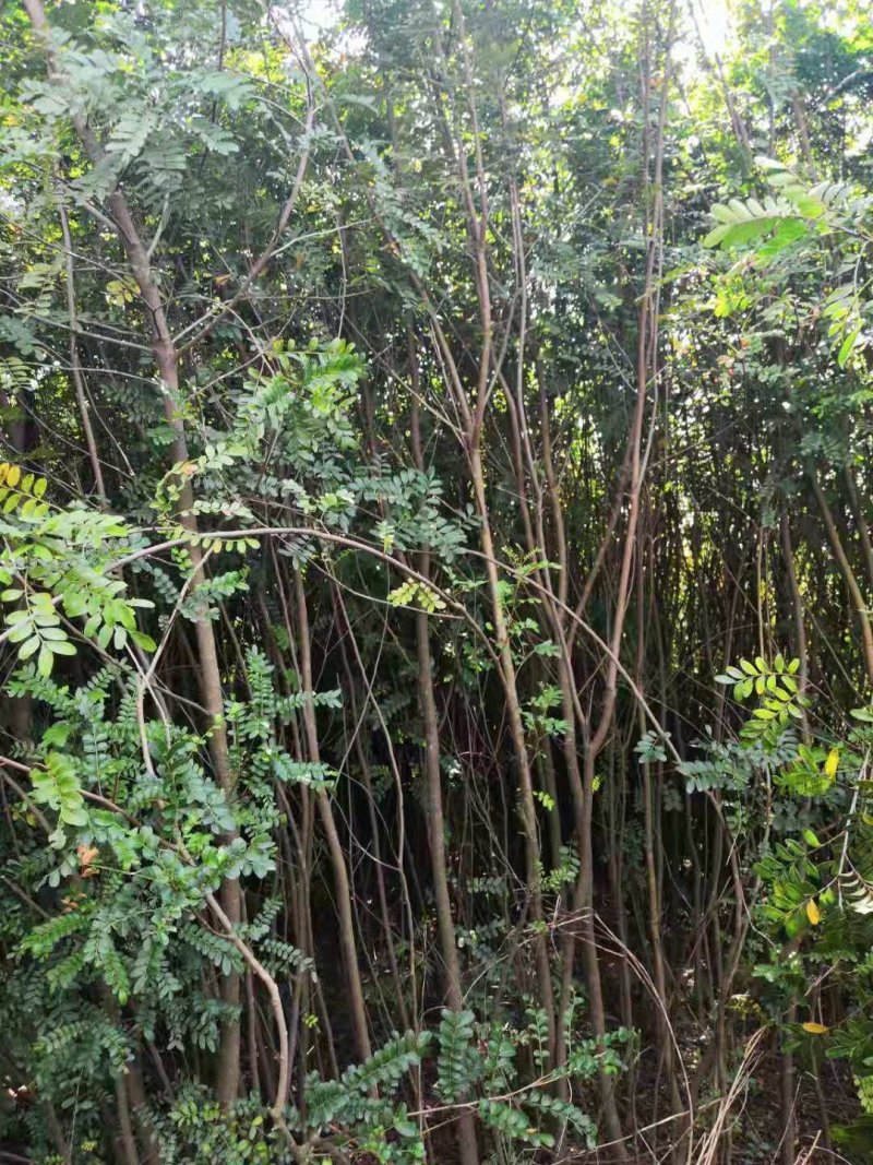 清香木.杯苗.地苗.山苗