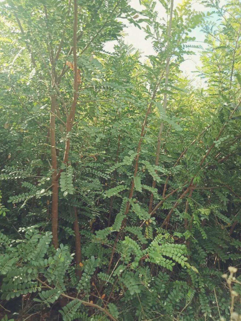 清香木.杯苗.地苗.山苗