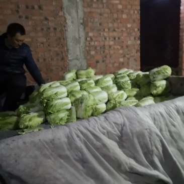 白菜小义和秋上市
