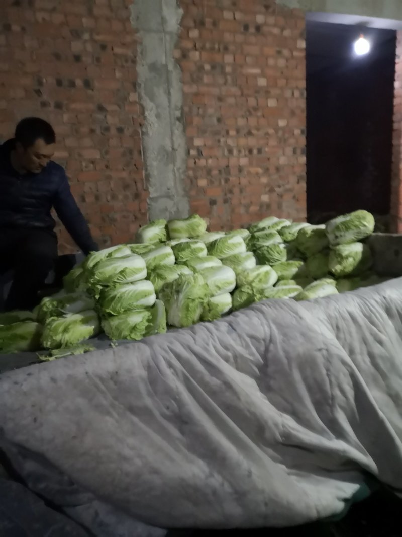 白菜小义和秋上市