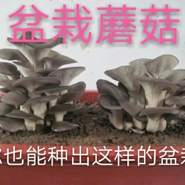 盆栽蘑菇专用菌种子，蘑菇种植套餐
