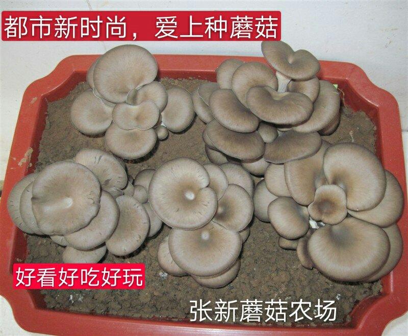 盆栽蘑菇专用菌种子，种蘑菇套餐