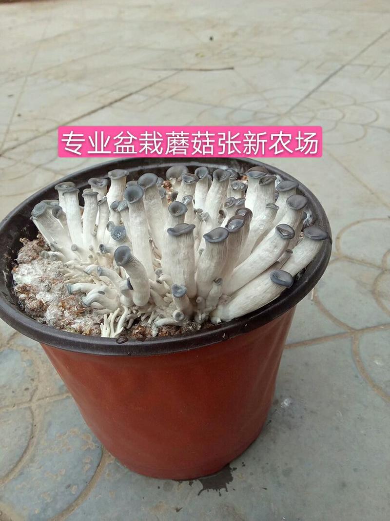 盆栽蘑菇专用菌种子，种蘑菇套餐