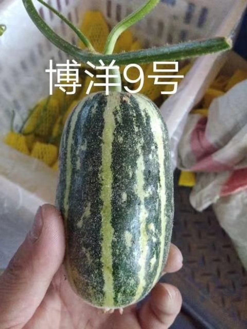 博洋9号
