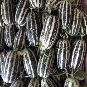 博洋9号
