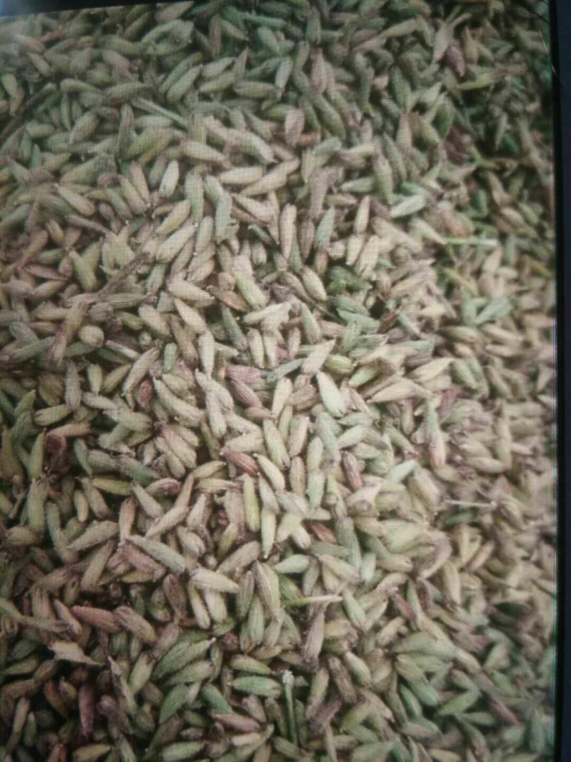 金铁锁，独定子新种