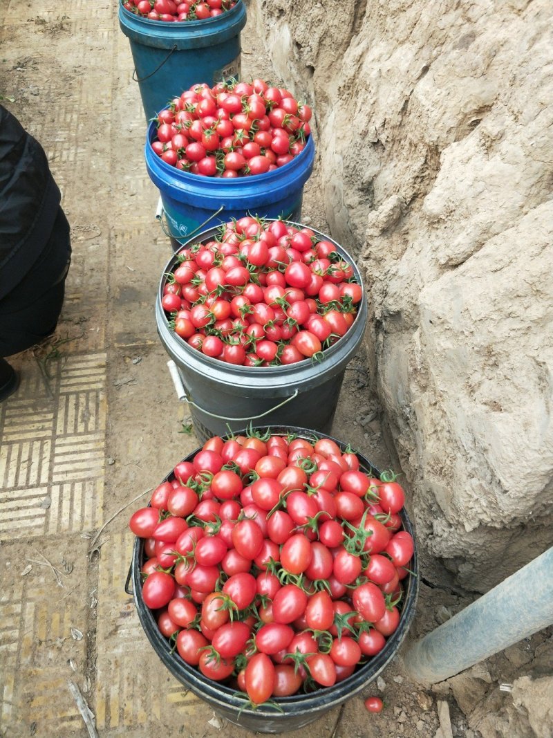 千禧小番茄果苗、抗病毒贝贝小番茄苗、迷彩小番茄苗