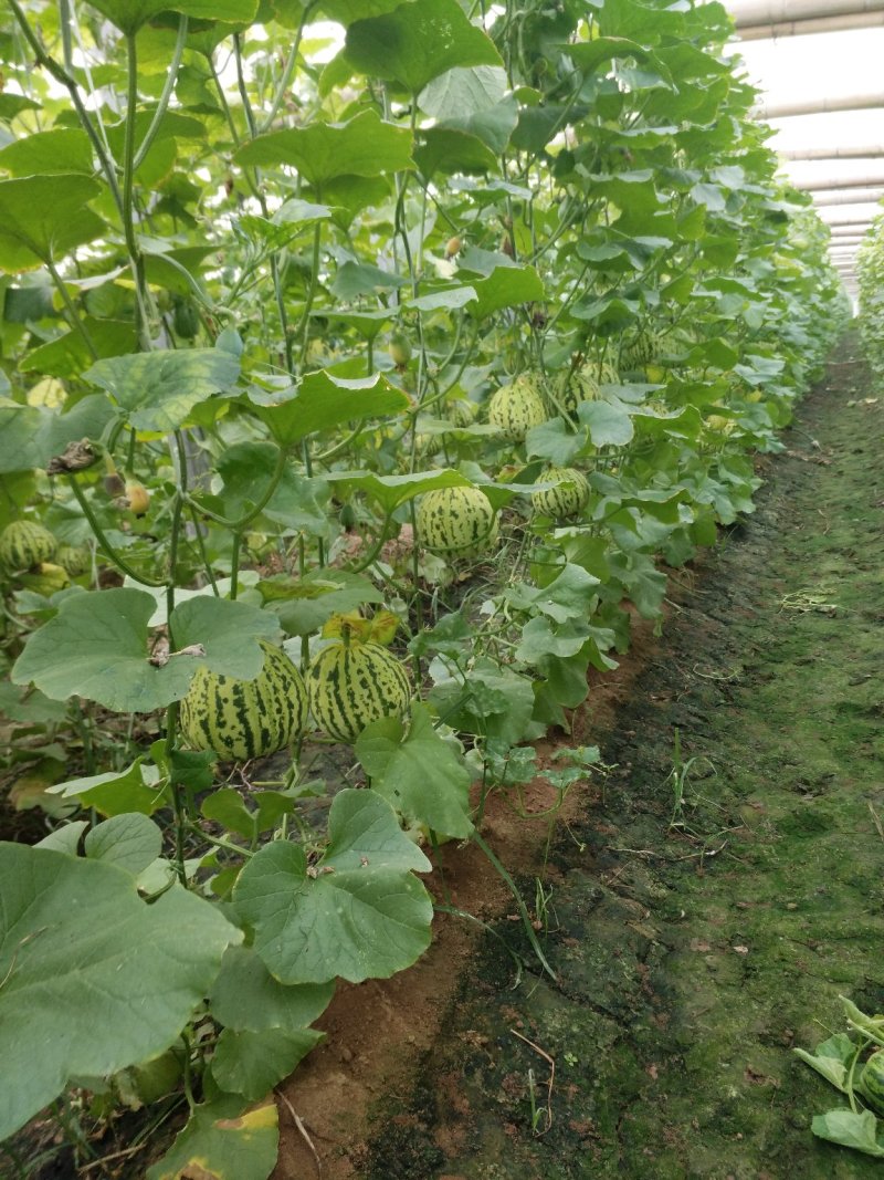 花蕾甜瓜1斤以上