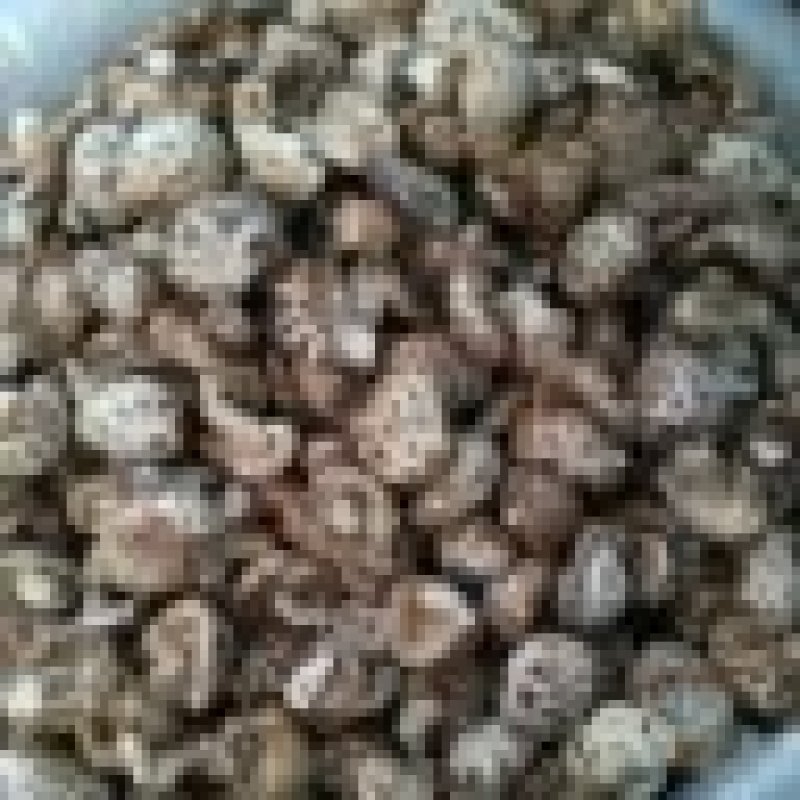 猴脑姑新货上市