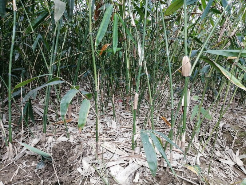 麻竹苗竹枝苗竹兜苗烟斗苗产地直销成活率高