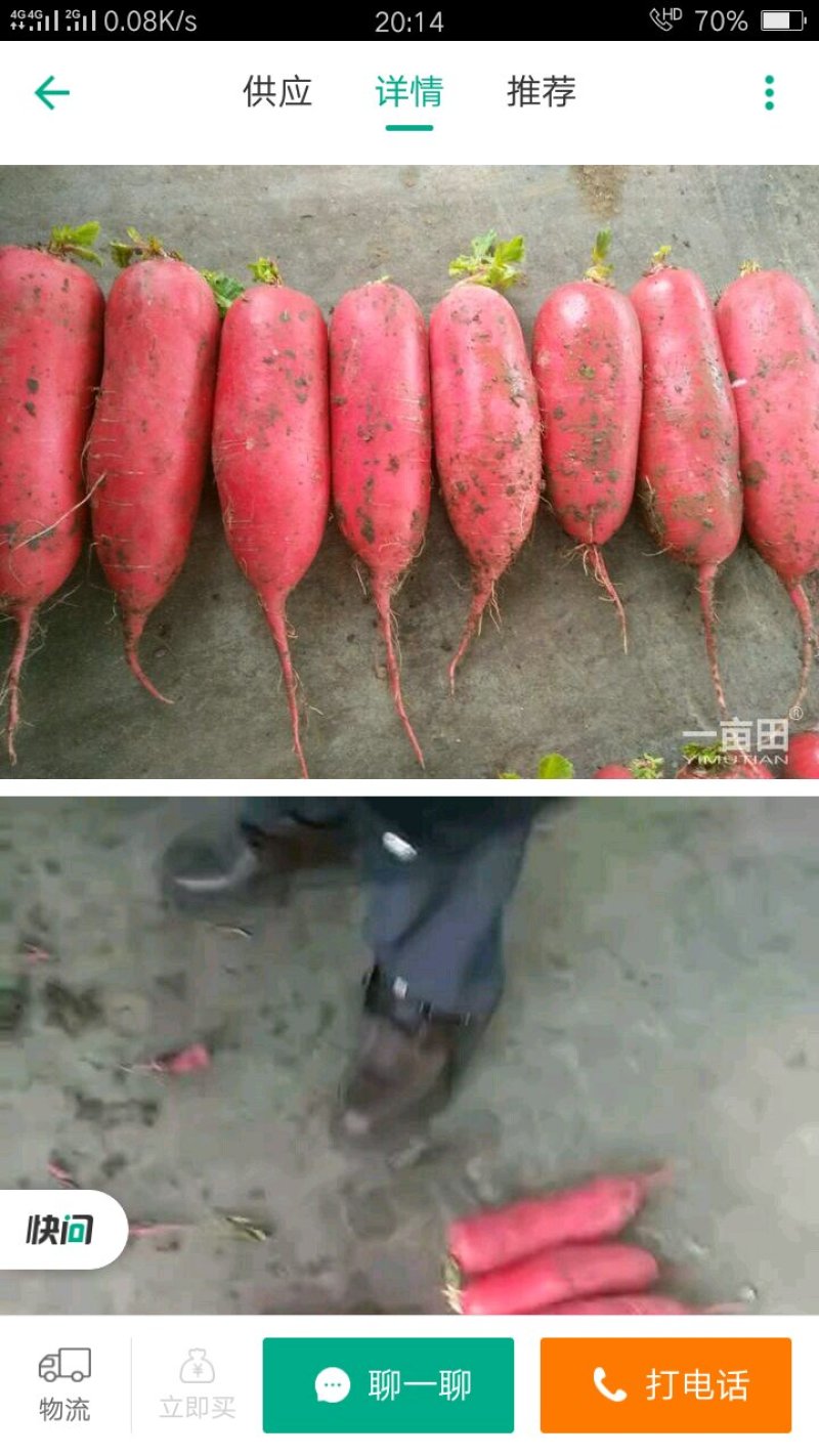 红皮萝卜