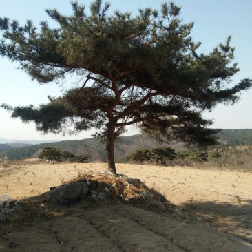 油松