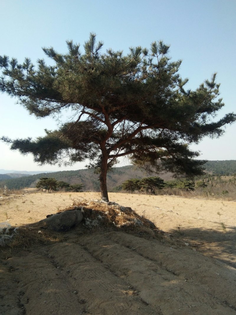 油松