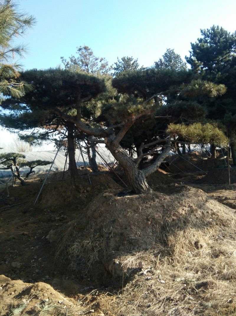油松