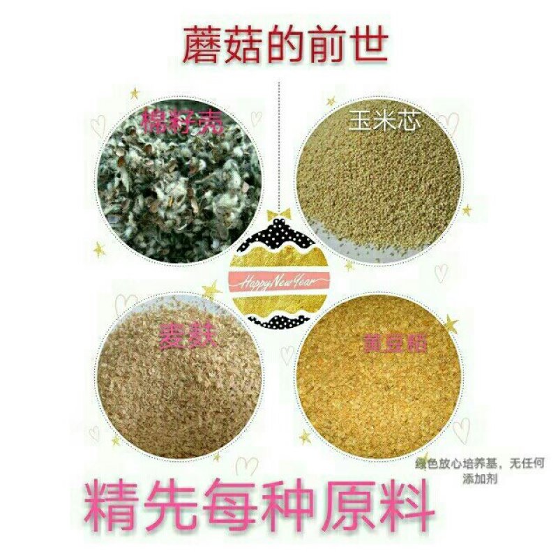 盆栽蘑菇专用菌种子