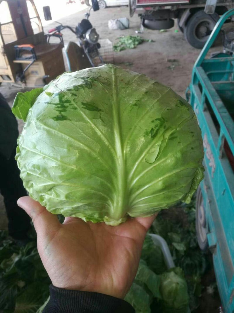 精品甘蓝，有要的联系。