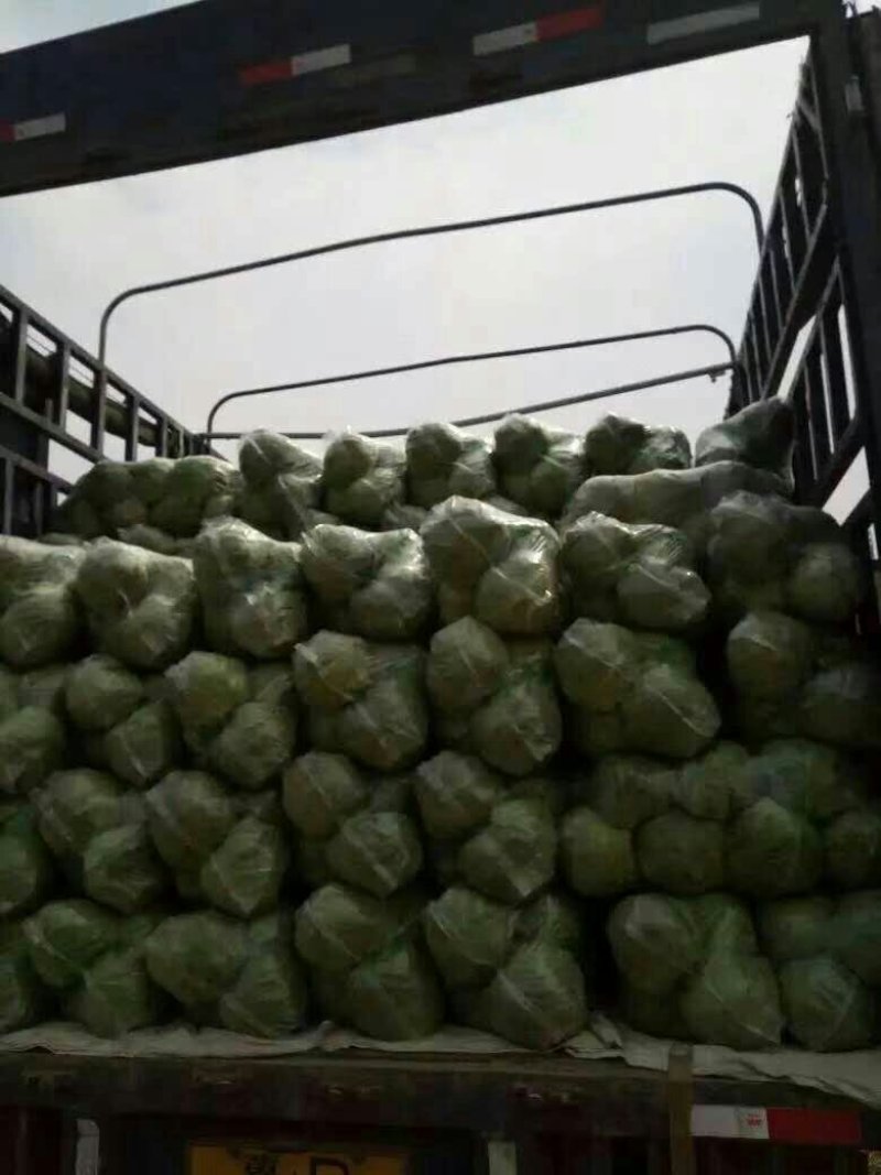 精品甘蓝，有要的联系。