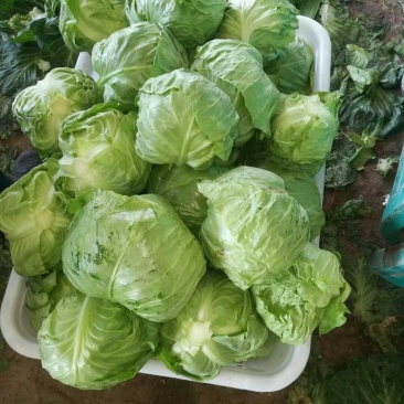 精品甘蓝，有要的联系。