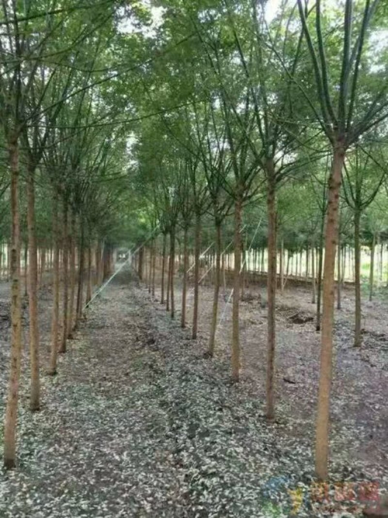 槐树苗国槐苗国槐树苗国槐小苗香花槐树苗庭院园林绿化