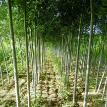 槐树苗国槐苗国槐树苗国槐小苗香花槐树苗庭院园林绿化