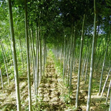 槐树苗国槐苗国槐树苗国槐小苗香花槐树苗庭院园林绿化