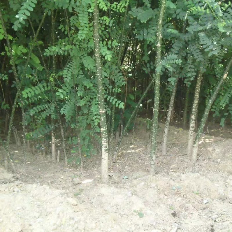 槐树苗国槐苗国槐树苗国槐小苗香花槐树苗庭院园林绿化