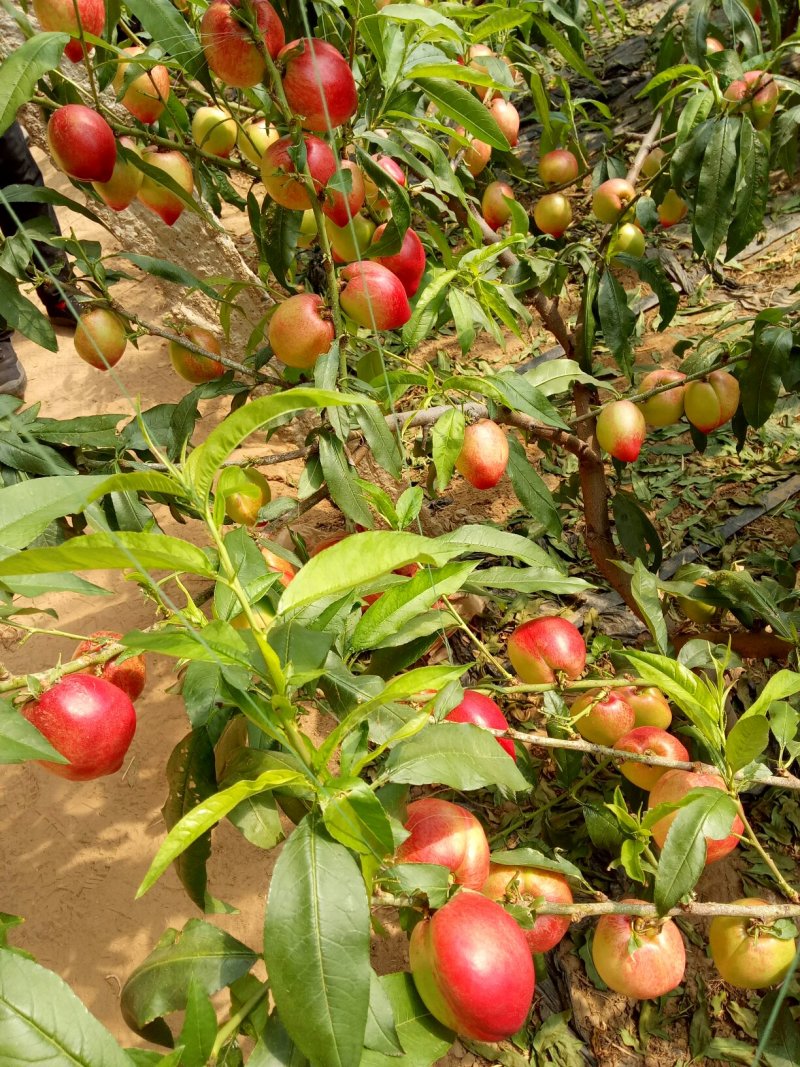 大棚油桃