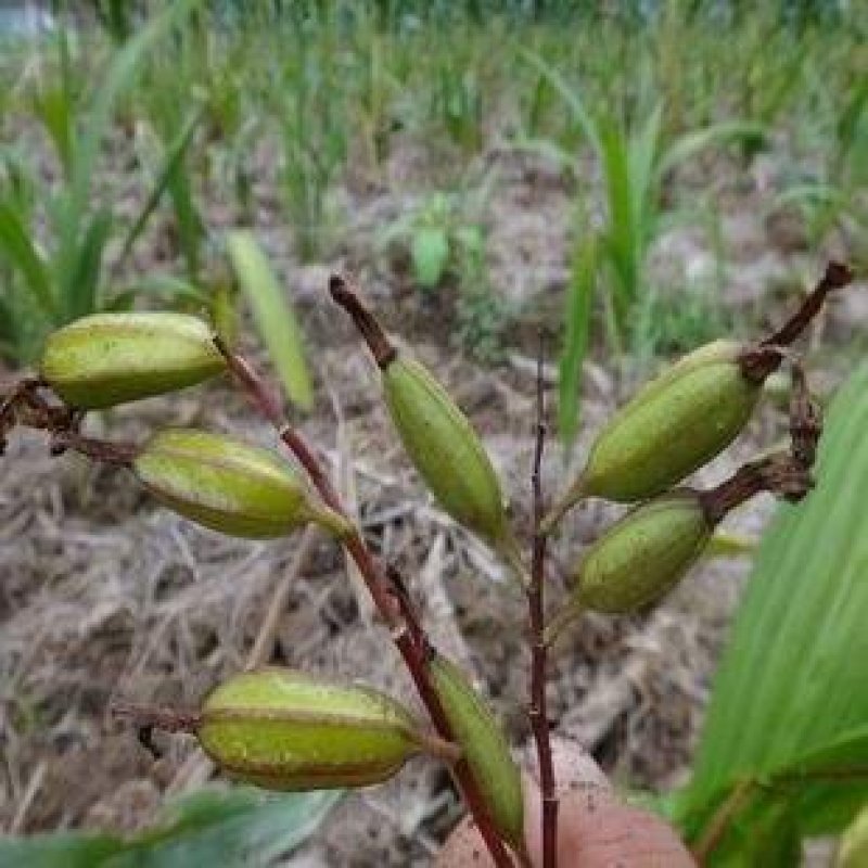 白芨种子基地直销欢迎广大客户前来洽谈