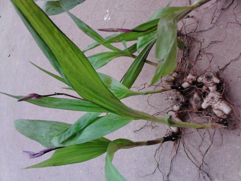 白芨种子基地直销欢迎广大客户前来洽谈