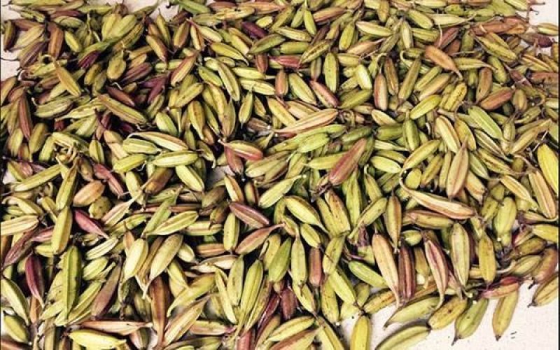 白芨种子基地直销欢迎广大客户前来洽谈