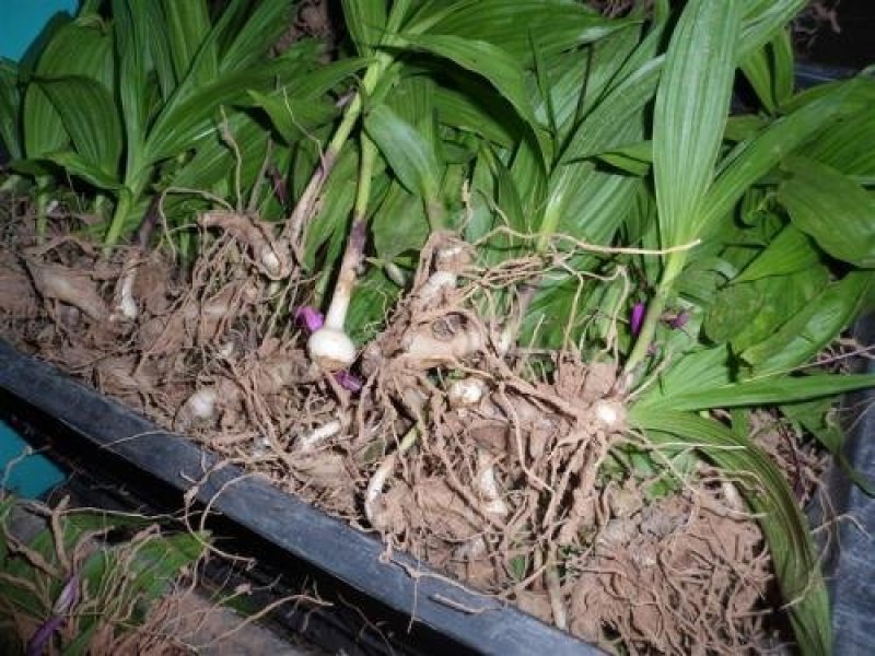白芨种子基地直销欢迎广大客户前来洽谈
