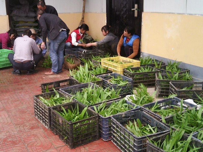 白芨种子基地直销欢迎广大客户前来洽谈