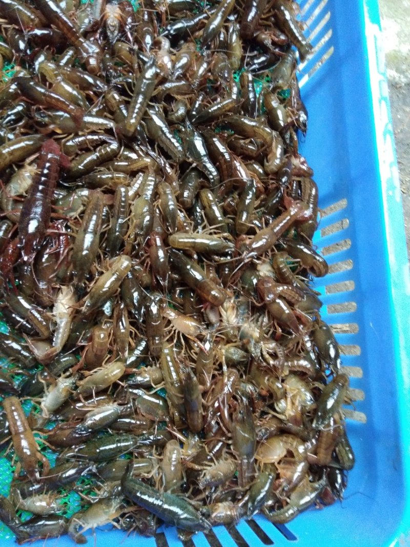 广西小龙虾虾苗.青虾苗活越度好成活率高.开始预定