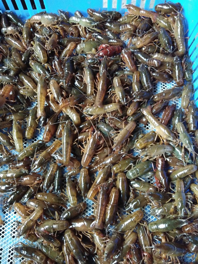 广西小龙虾虾苗.青虾苗活越度好成活率高.开始预定