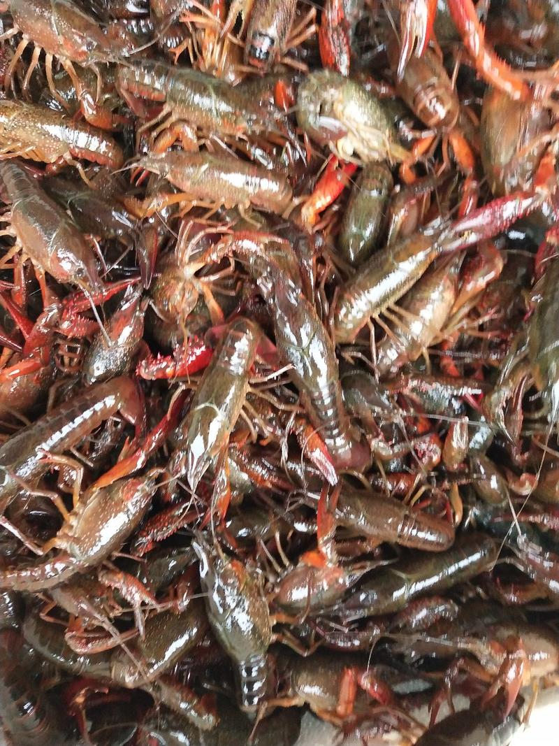 【全国包邮】小龙虾潜江义朗精品234小龙虾肉质饱满