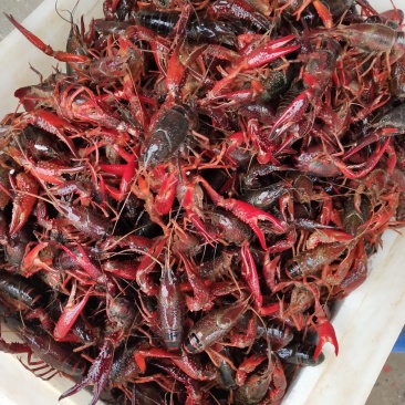 小龙虾潜江小龙虾义朗精品4到6红虾商超酒店