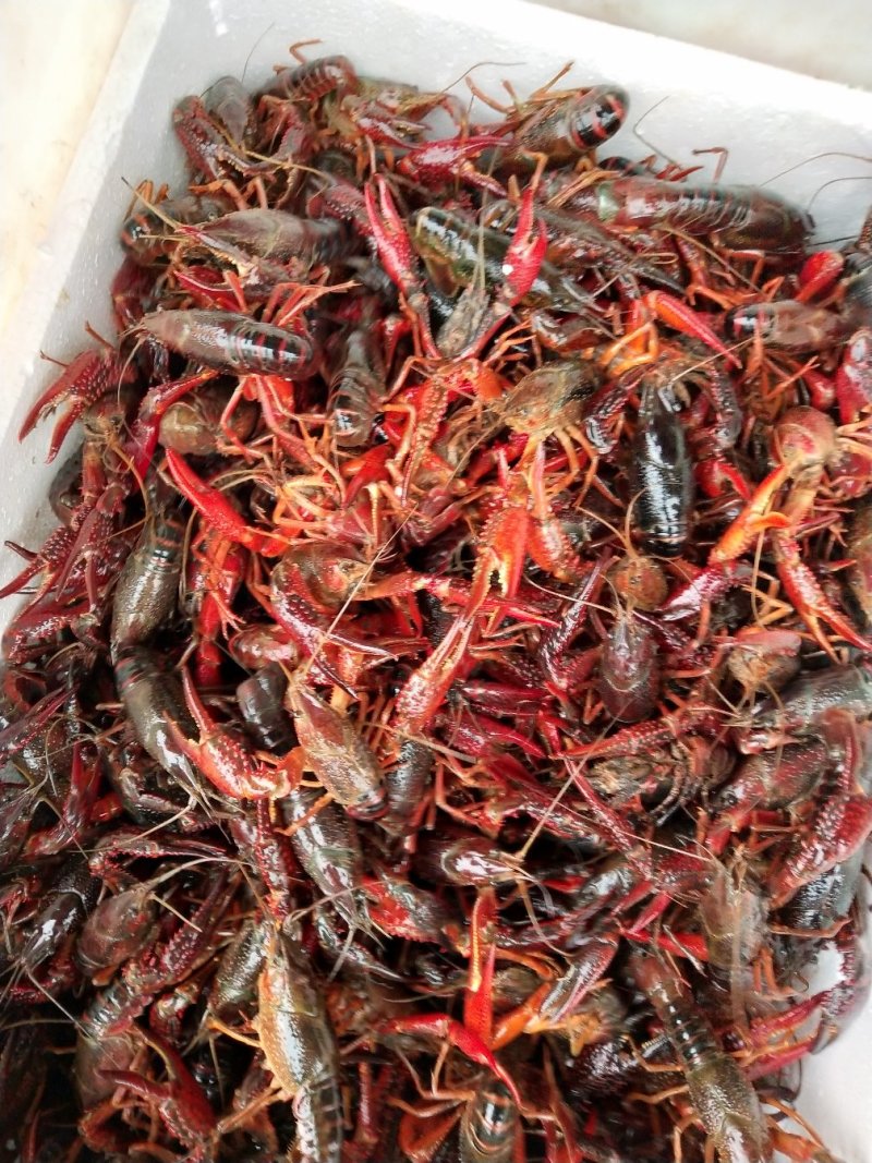 小龙虾潜江小龙虾义朗精品4到6红虾商超酒店
