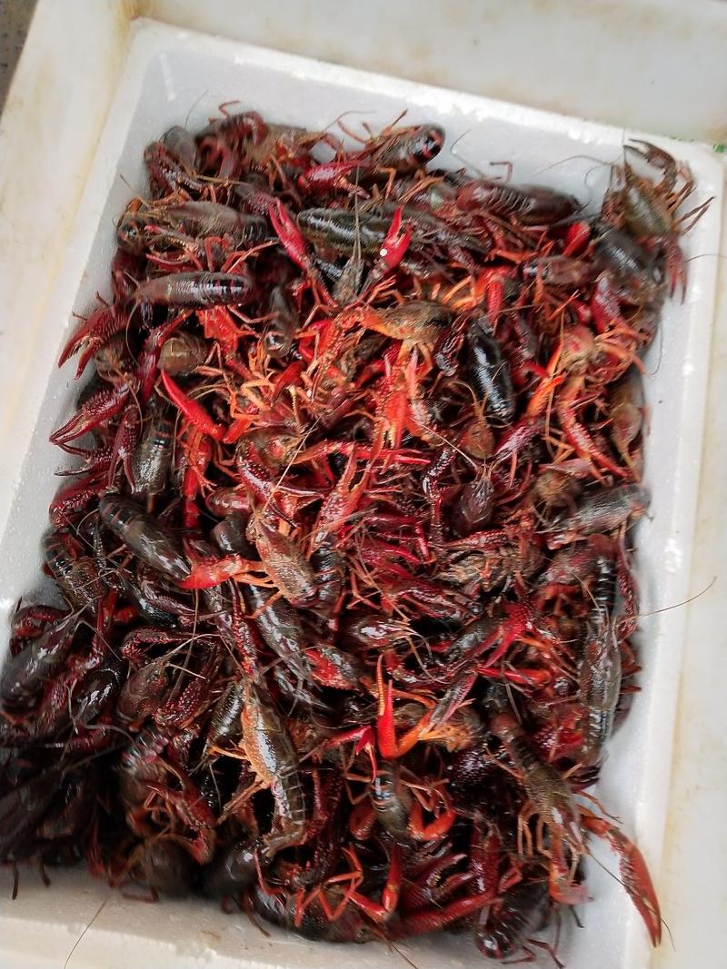 小龙虾潜江小龙虾义朗精品6以上红虾食用50斤包邮