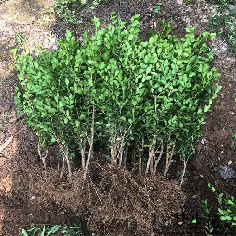 黄杨苗小叶黄杨苗绿植盆栽庭院植物行道苗木绿化色块花卉行道