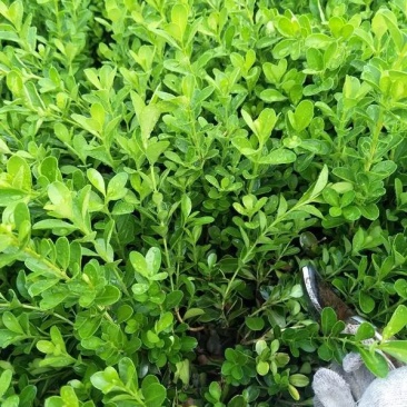 黄杨苗小叶黄杨苗绿植盆栽庭院植物行道苗木绿化色块花卉行道