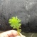 狐尾藻！农户价（数量足，价格优.质量好）欢迎各位老板采购
