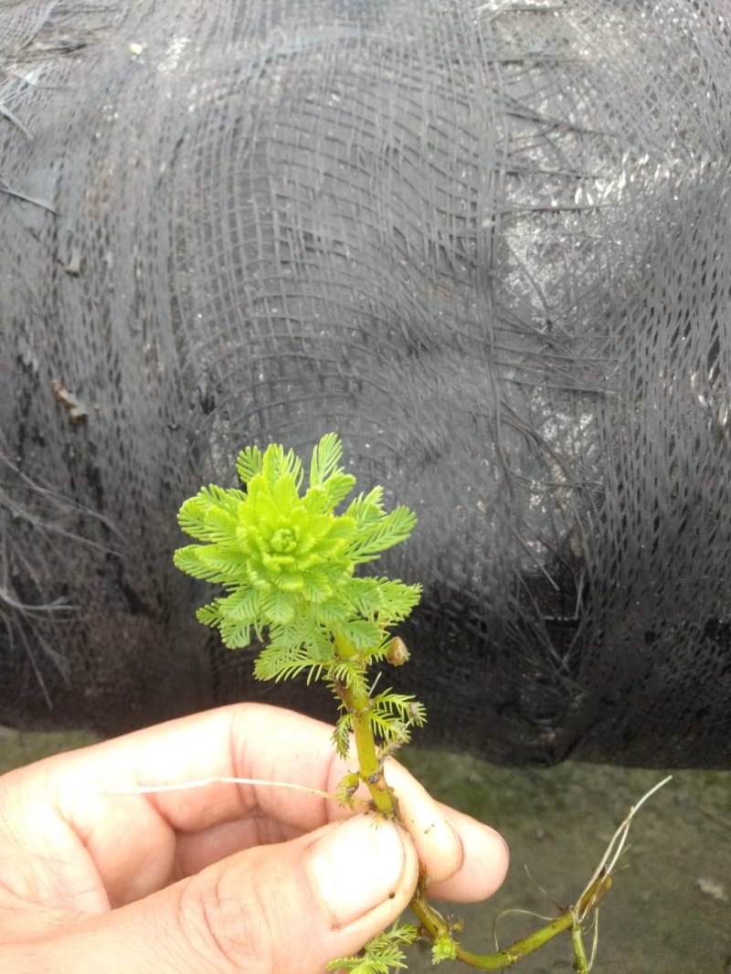 狐尾藻！农户价（数量足，价格优.质量好）欢迎各位老板采购