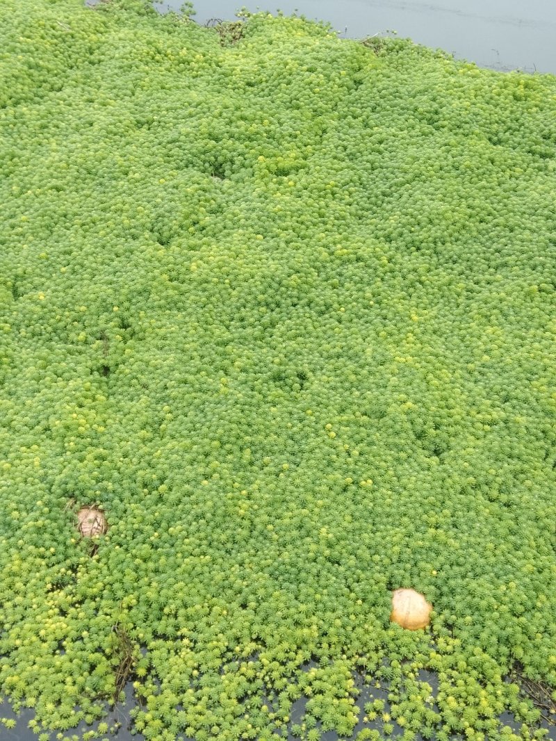 狐尾藻！农户价（数量足，价格优.质量好）欢迎各位老板采购